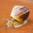 schnelle Schnecke