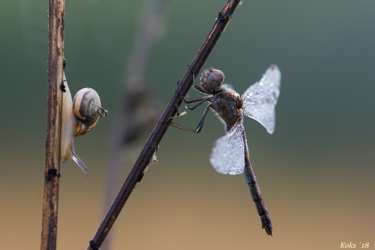 Schnelle Schnecke