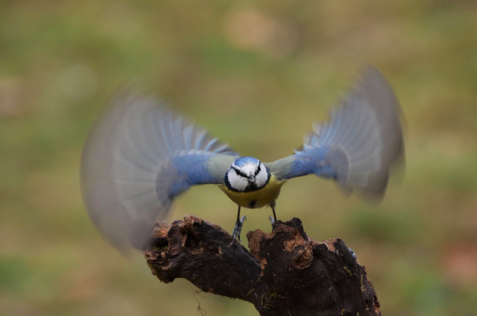 Schneller als das Auge