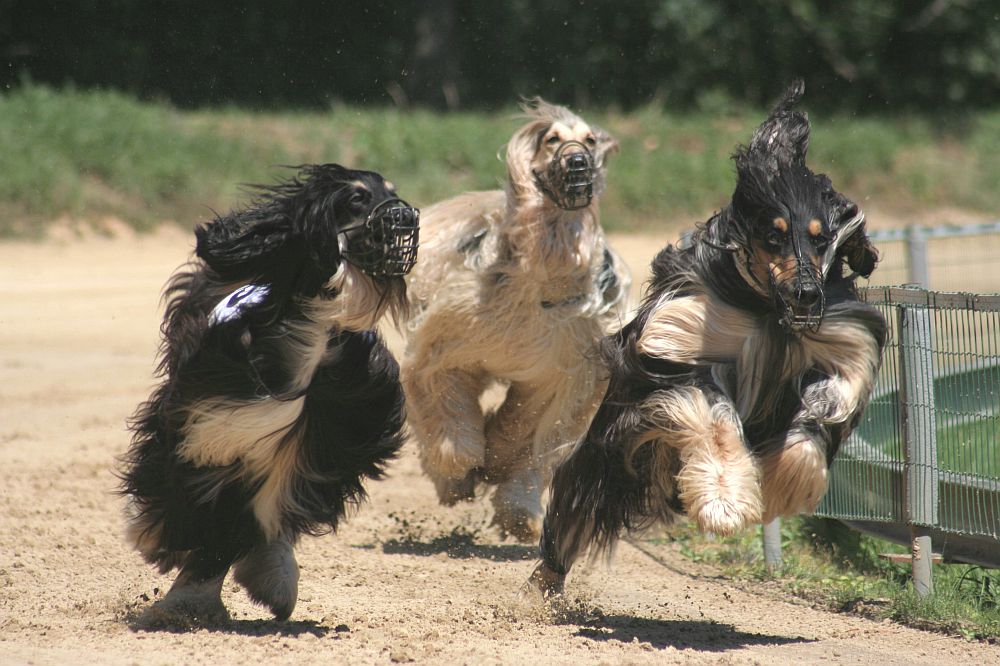 Schneller als der Wind!