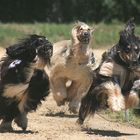 Schneller als der Wind!