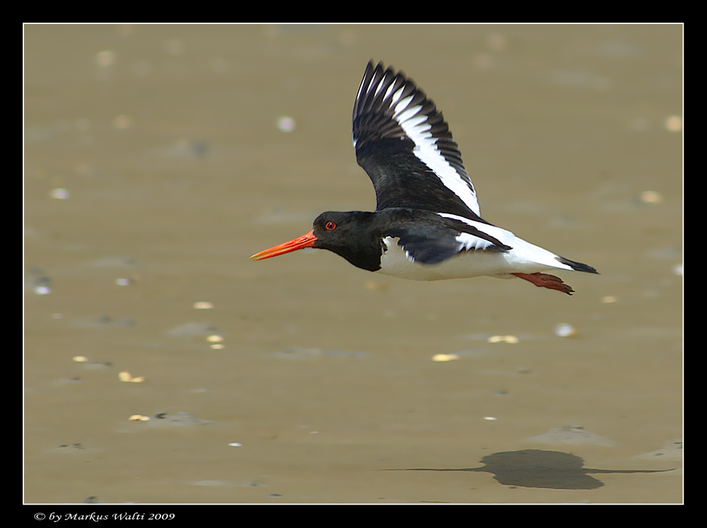 Schneller Flieger