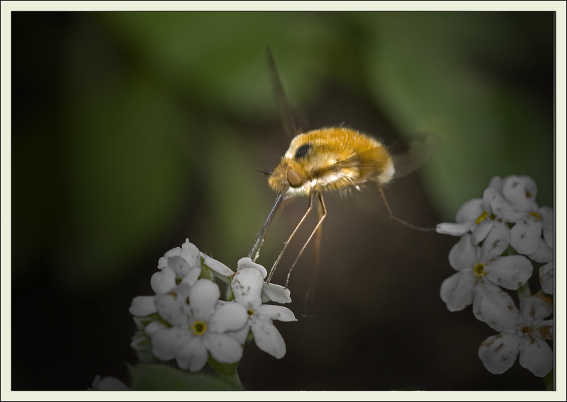 Schneller Flieger