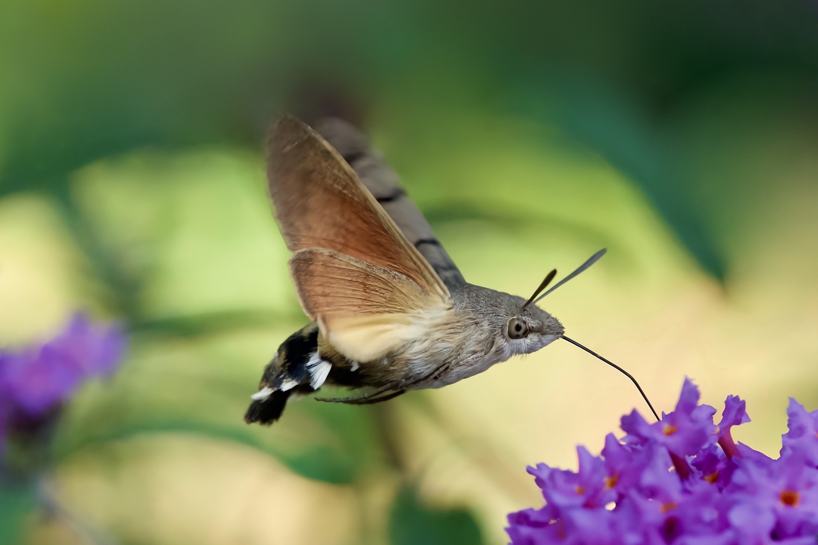 Schneller Flieger