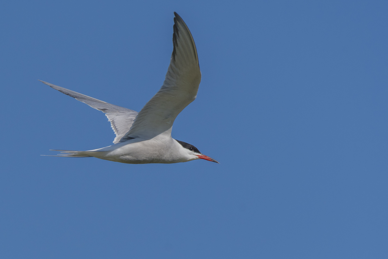 schneller Flieger