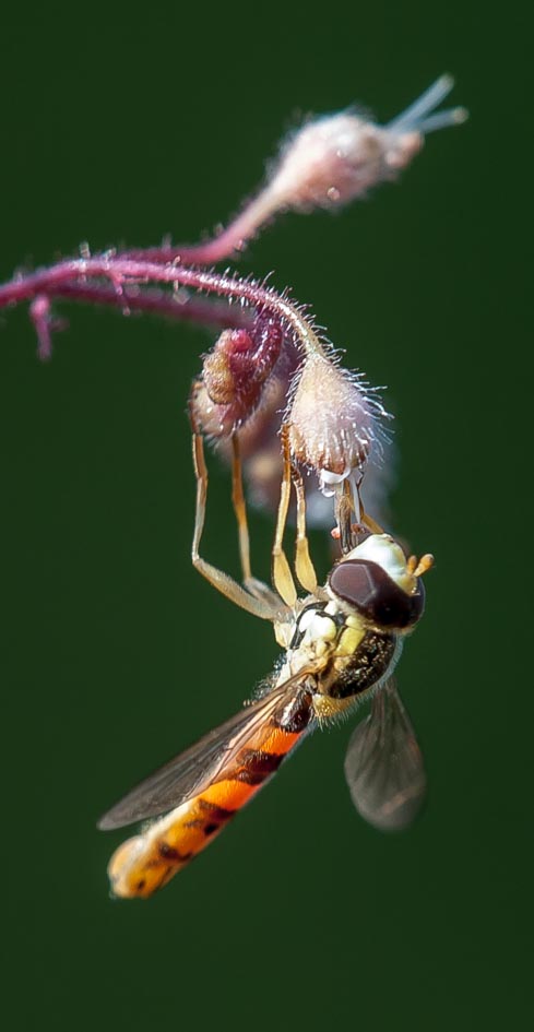 schneller flieger