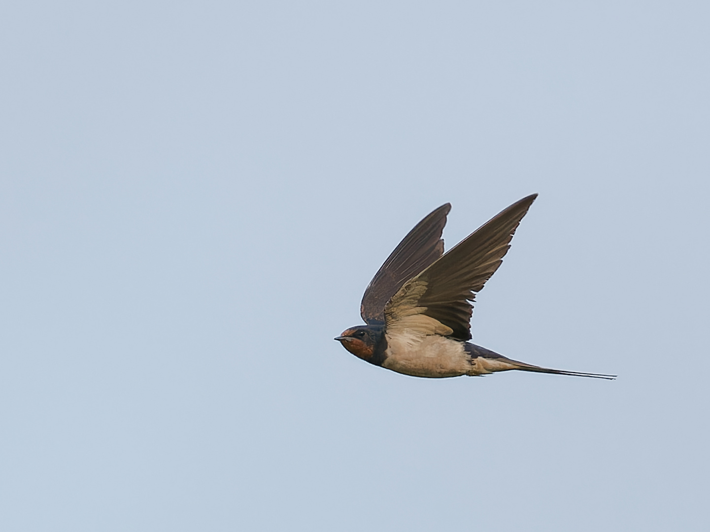 Schneller Flieger - Rauchschwalbe 