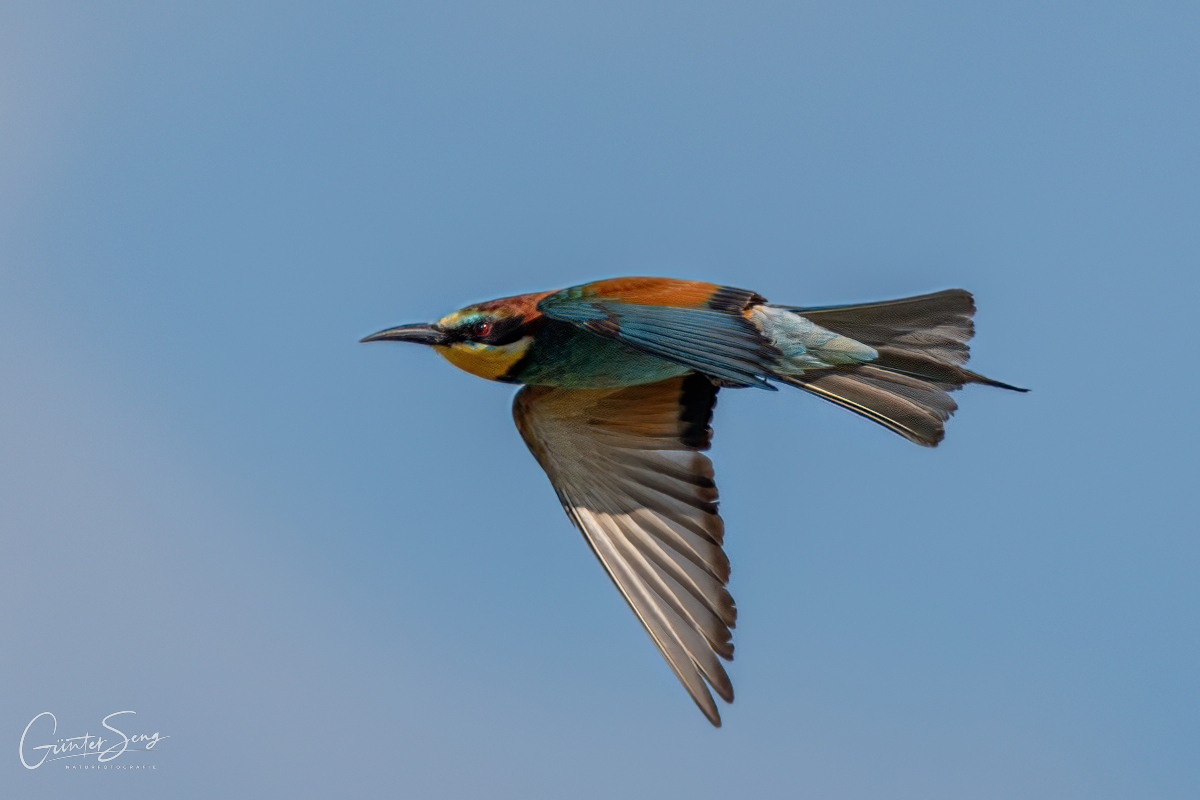 Schneller Flieger von rechts