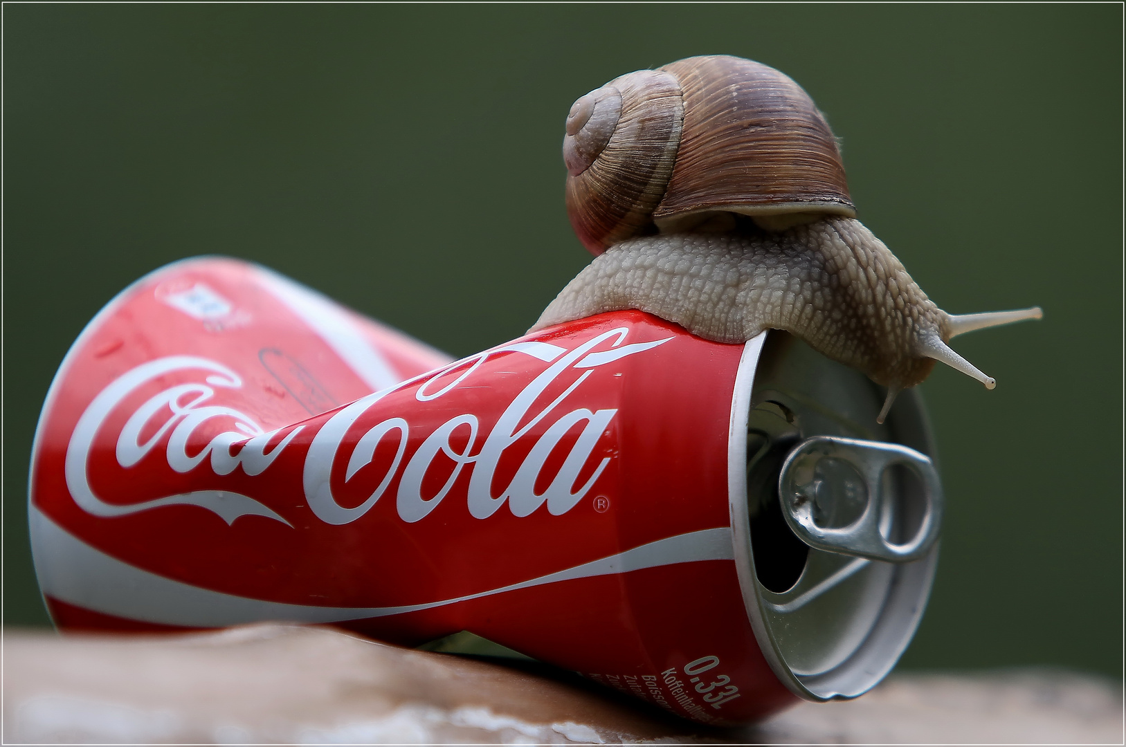 * Schneller gehts mit Coca Cola * Foto &amp; Bild | tiere, wildlife ...