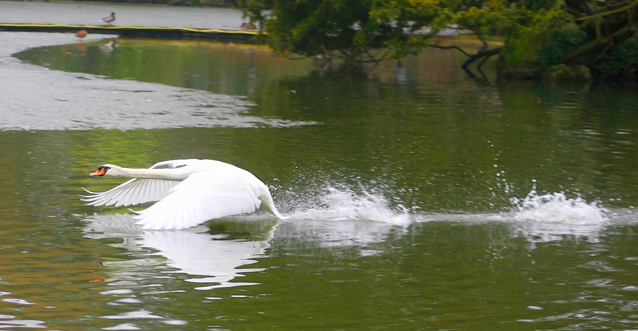 Schneller Schwan