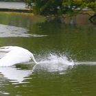 Schneller Schwan