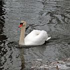 Schneller Schwan :-)