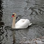 Schneller Schwan :-)