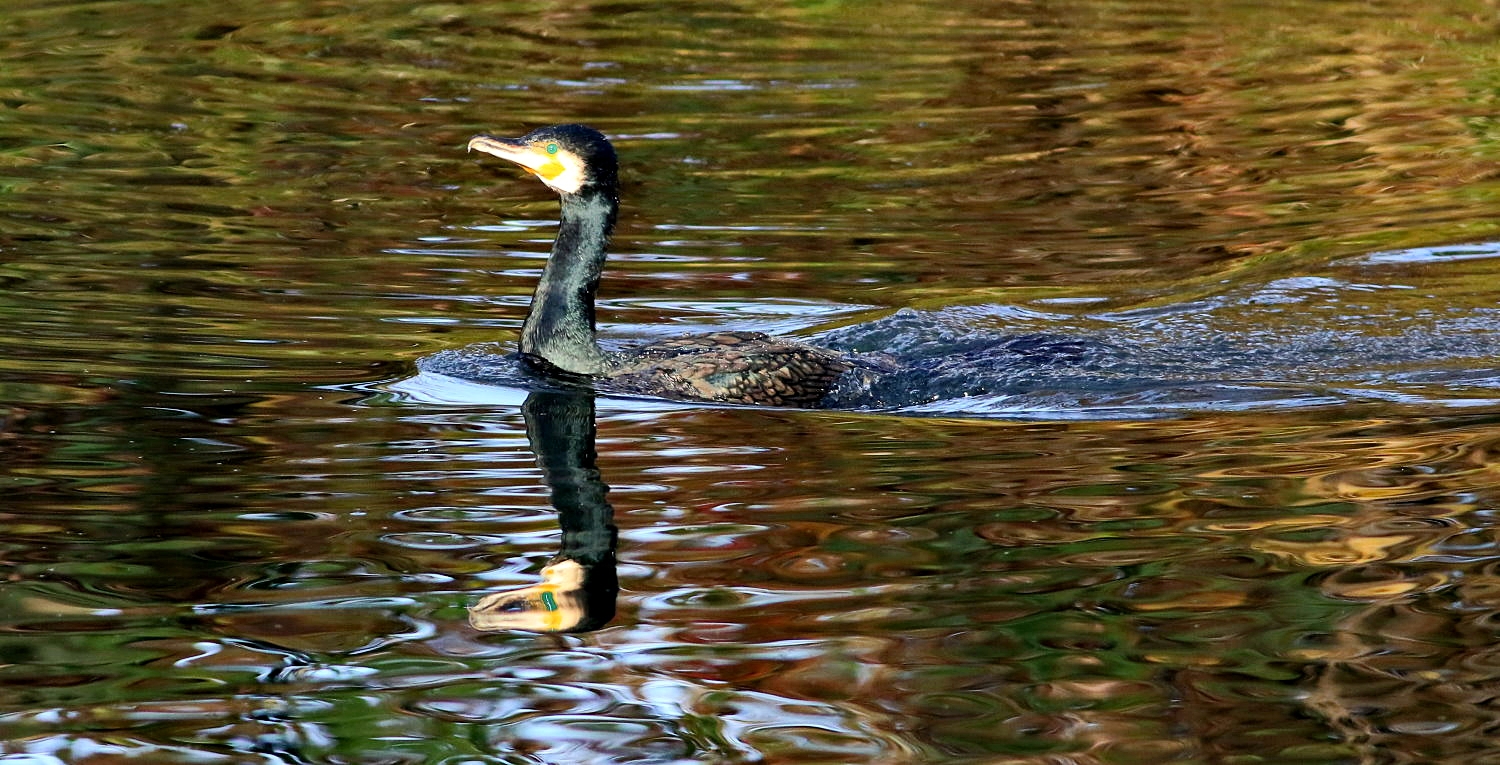 schneller Schwimmer