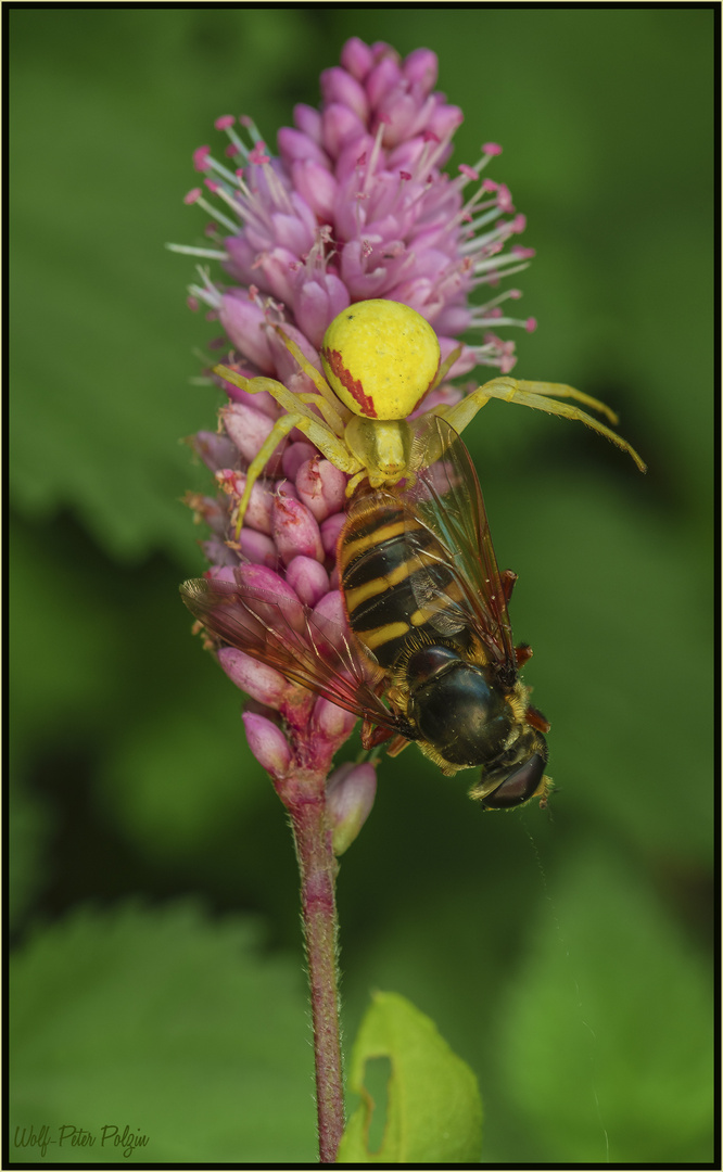 Schneller Tod: Krabbenspinne mit Schwebfliege