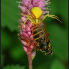 Schneller Tod: Krabbenspinne mit Schwebfliege