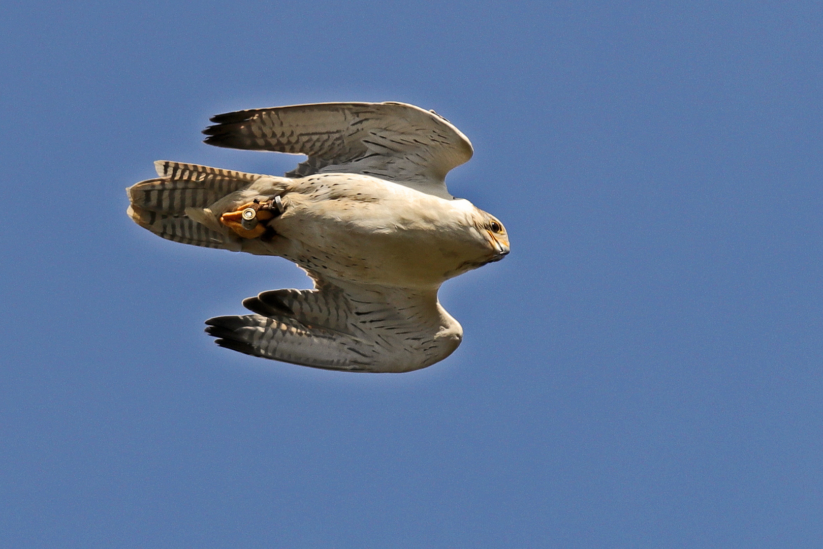 Schneller Überflug