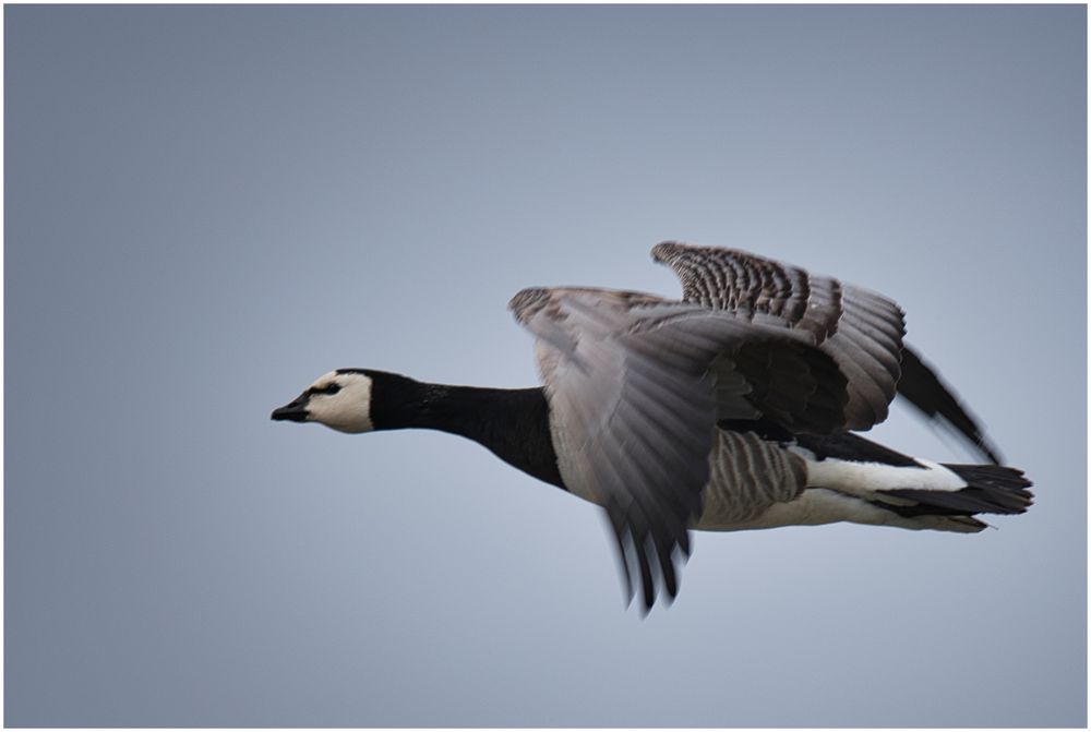 schneller Vorbeiflug