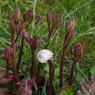 Schneller wie eine Schnecke!!!---Pfingstrose hebt Schnecke empor-