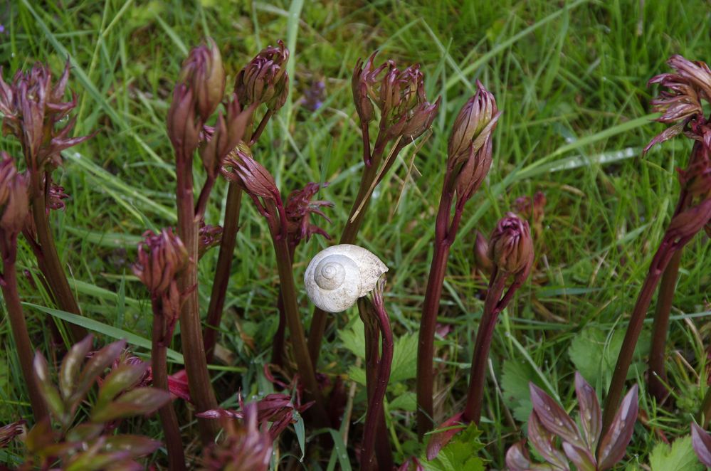 Schneller wie eine Schnecke!!!---Pfingstrose hebt Schnecke empor-