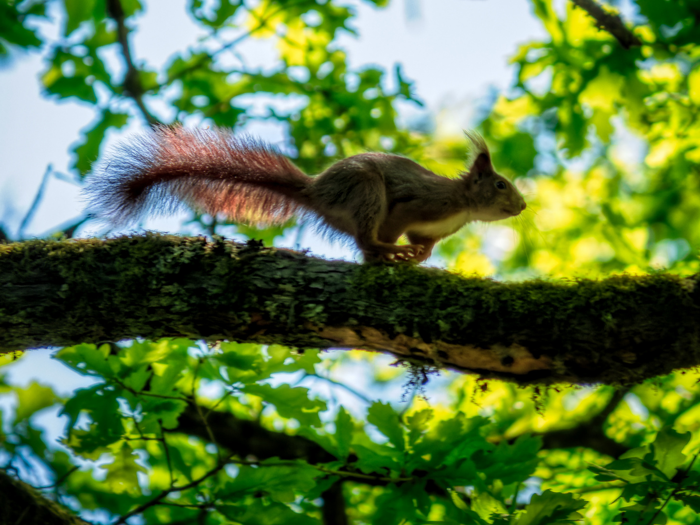 Schnelles Eichhörnchen am frühen Juni-Morgen