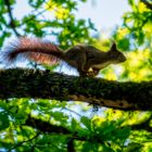 Schnelles Eichhörnchen am frühen Juni-Morgen