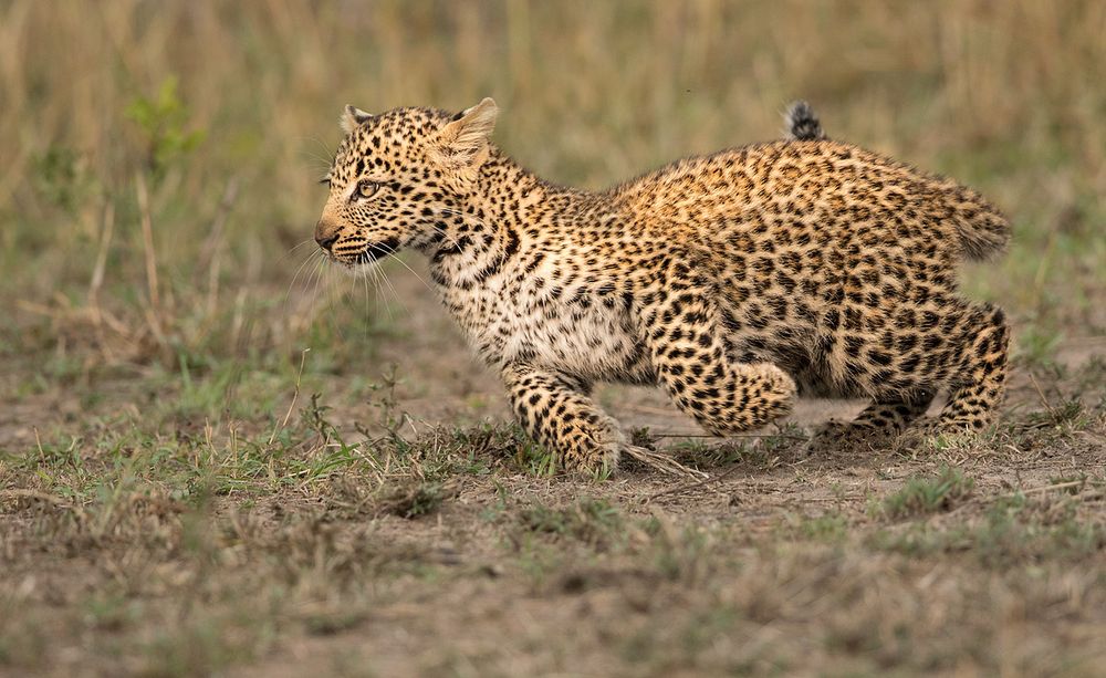 Schnelles Leopardenbaby