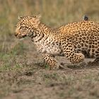 Schnelles Leopardenbaby
