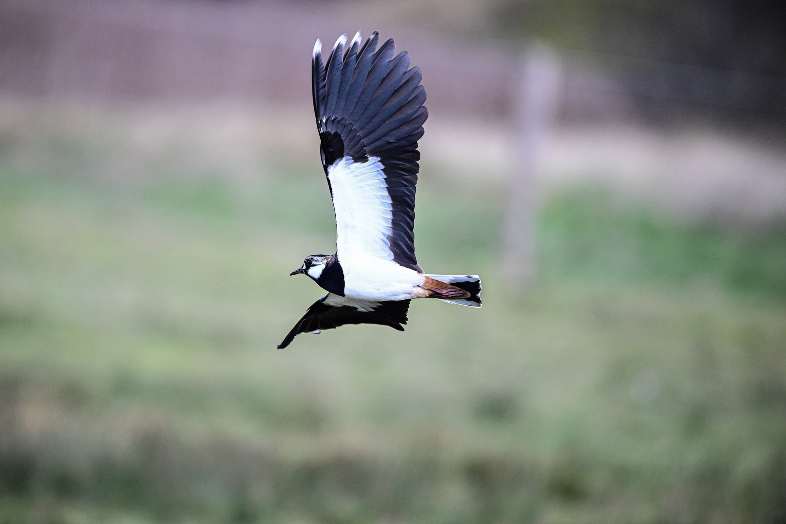 Schnellflieger