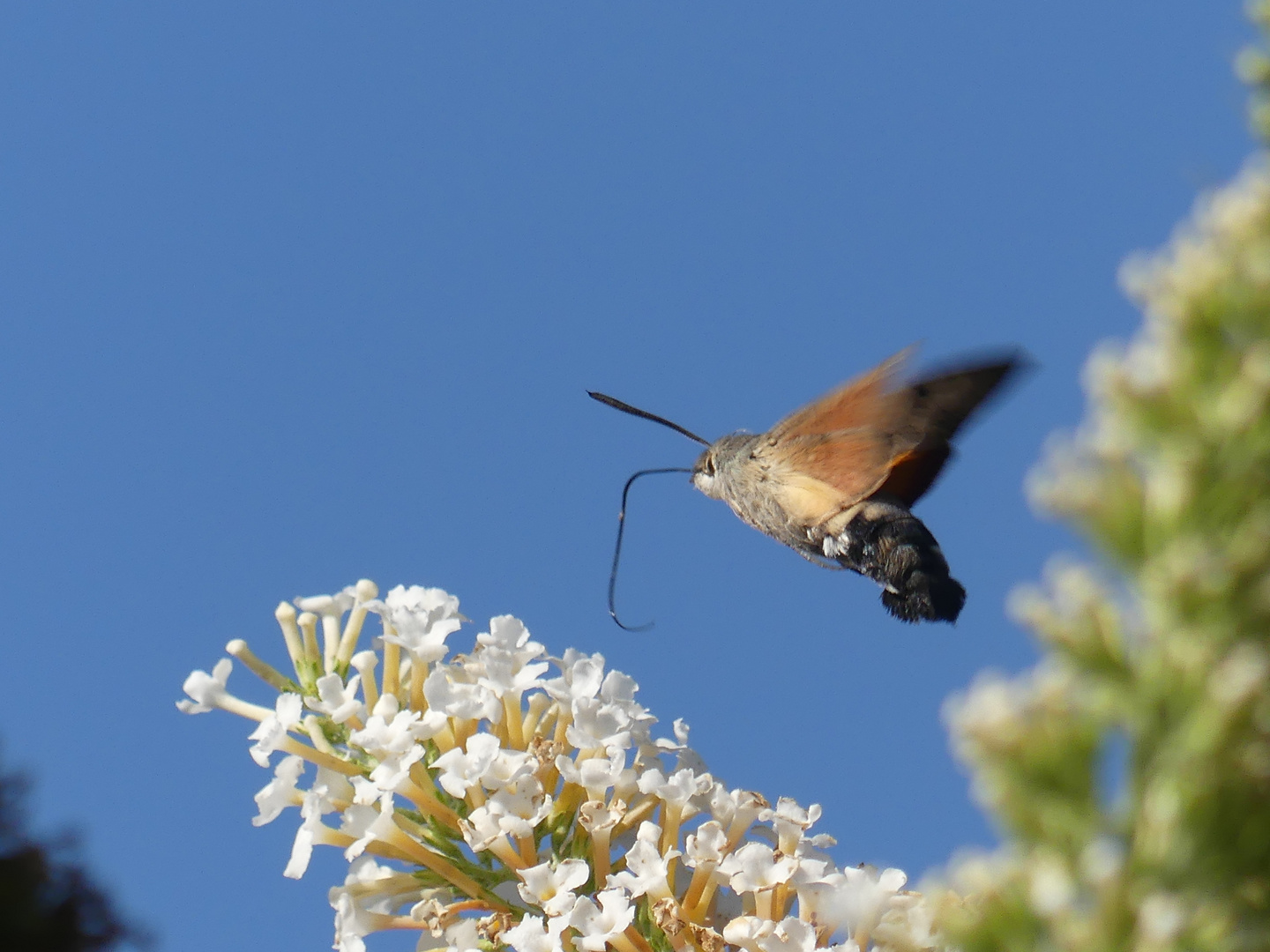 Schnellflieger vor blauem Himmel