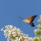 Schnellflieger vor blauem Himmel