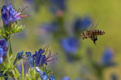 Schnellflug zum Honigtopf