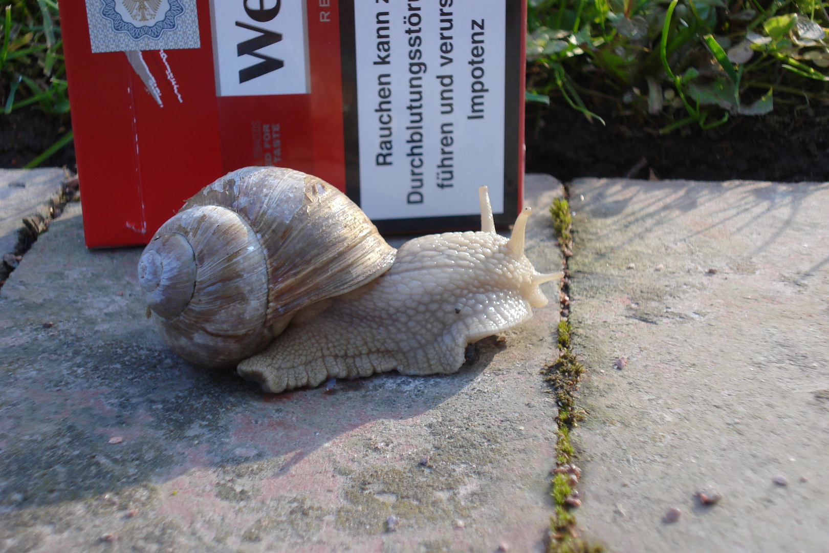 Schnelli, die Weinbergschnecke