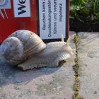 Schnelli, die Weinbergschnecke