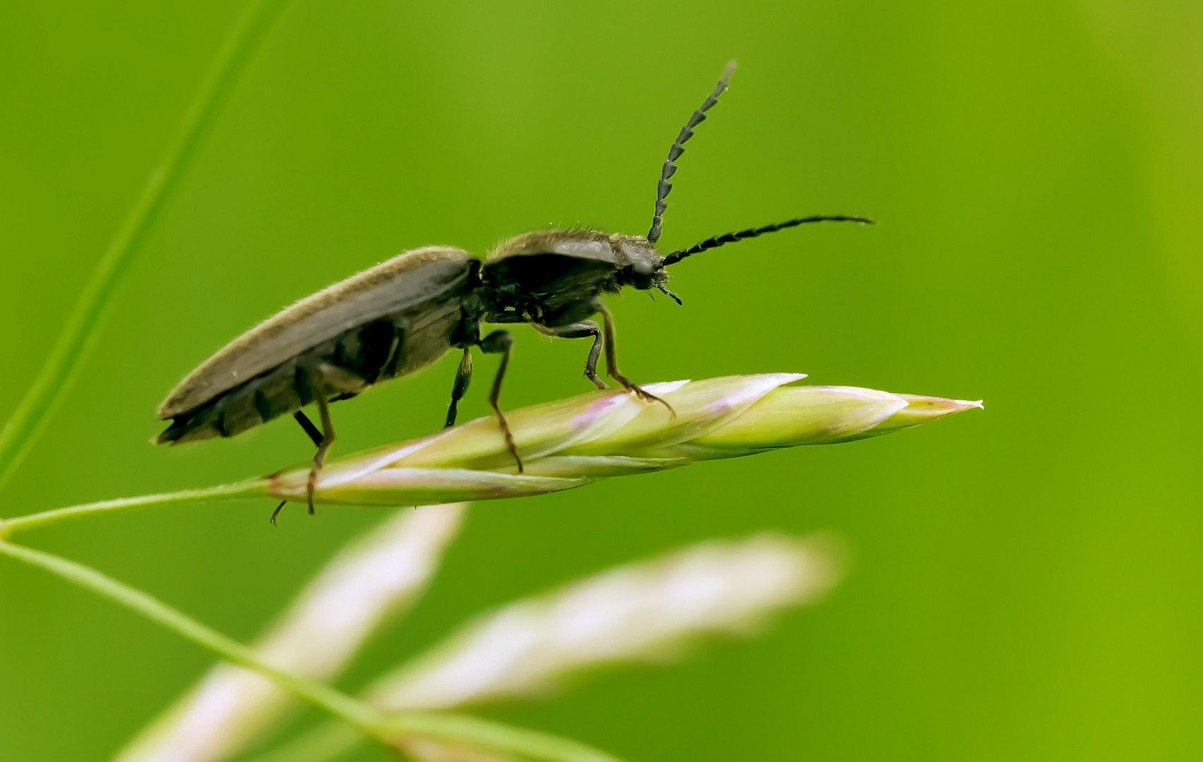 Schnellkäfer