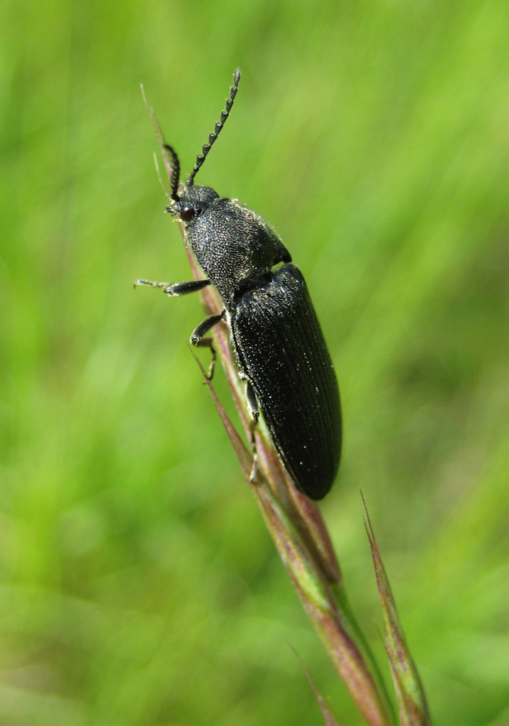 Schnellkäfer