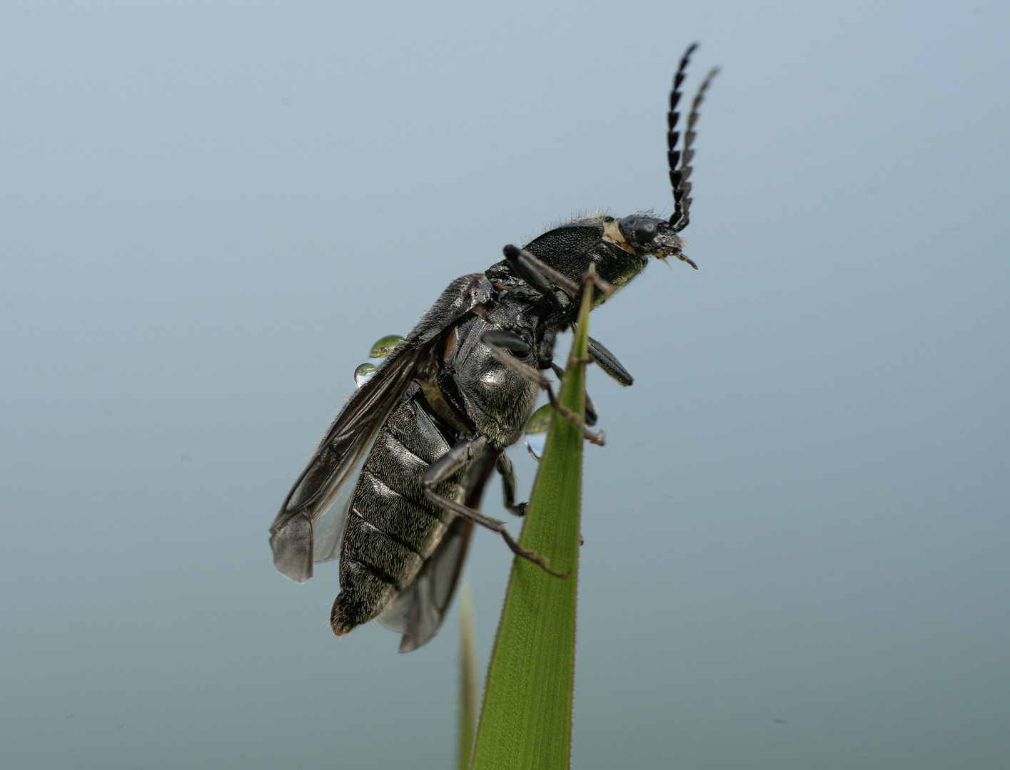 Schnellkäfer