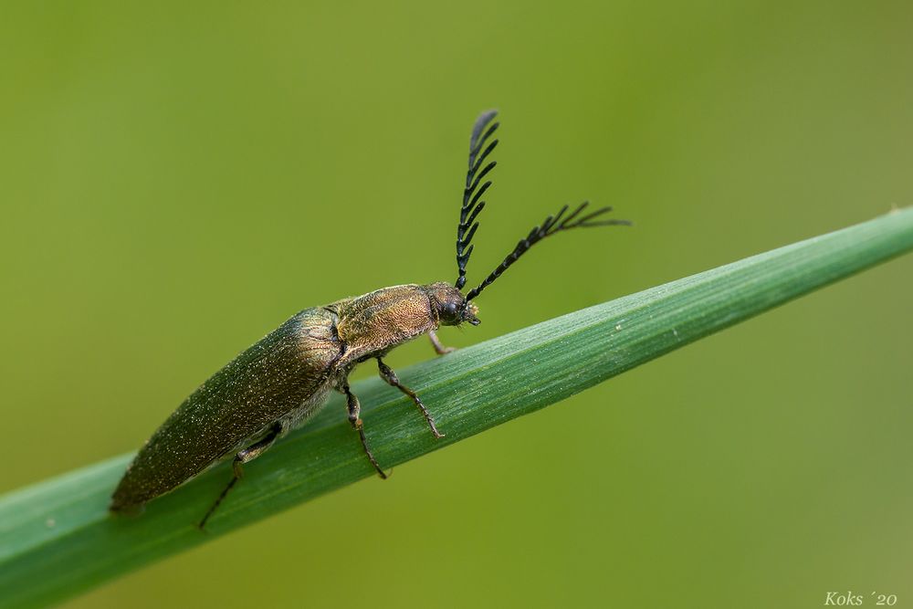 Schnellkäfer