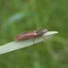 Schnellkäfer - aber welcher ??? Vielleicht Agriotes sp. ?