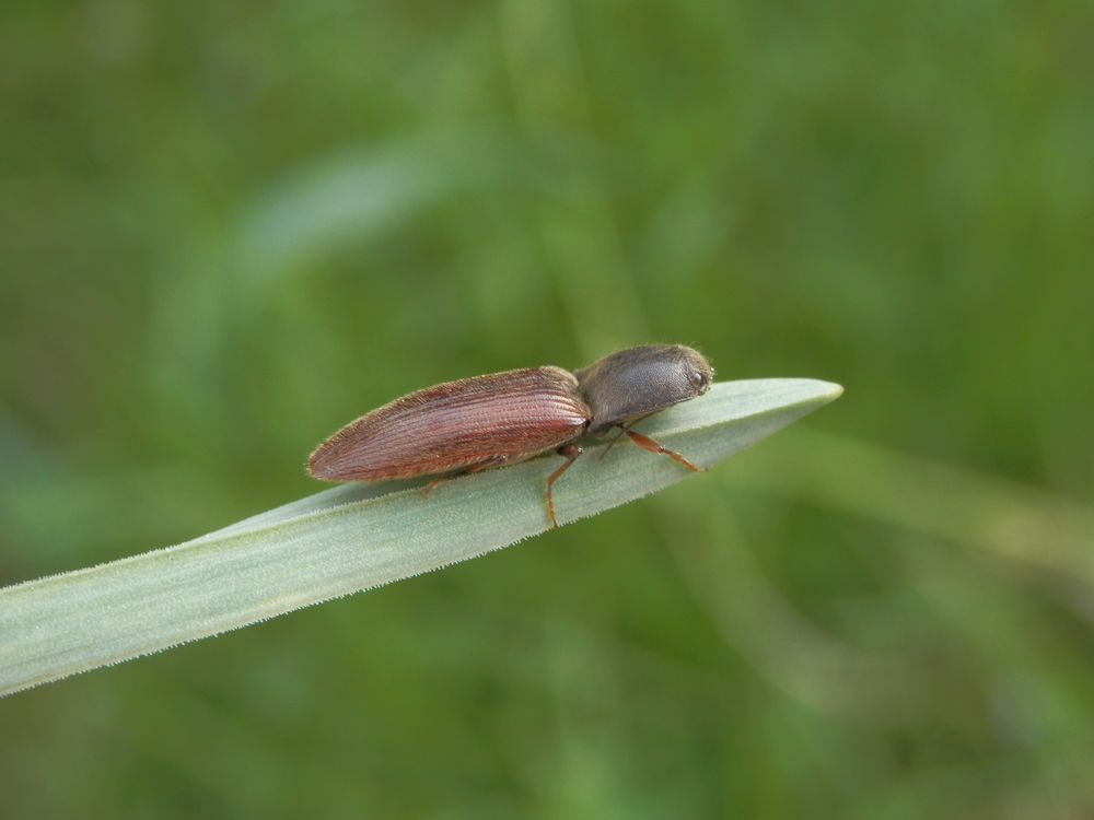 Schnellkäfer - aber welcher ??? Vielleicht Agriotes sp. ?