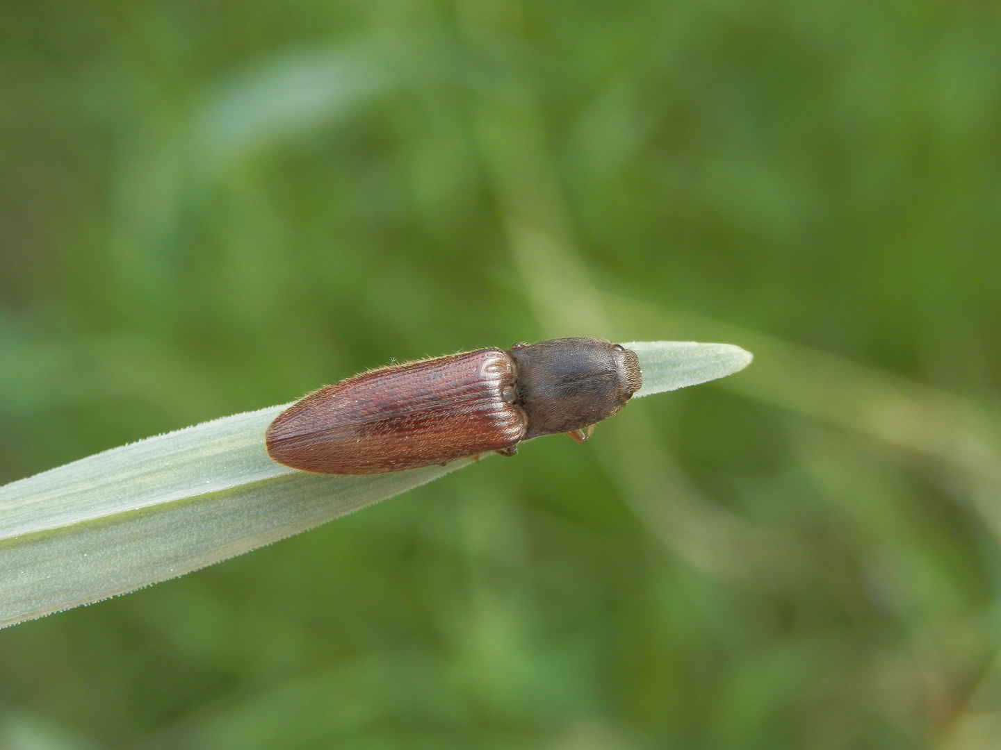 Schnellkäfer - aber welcher ??? Vielleicht Agriotes sp. ?