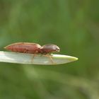 Schnellkäfer - aber welcher ??? Vielleicht Agriotes sp. ?