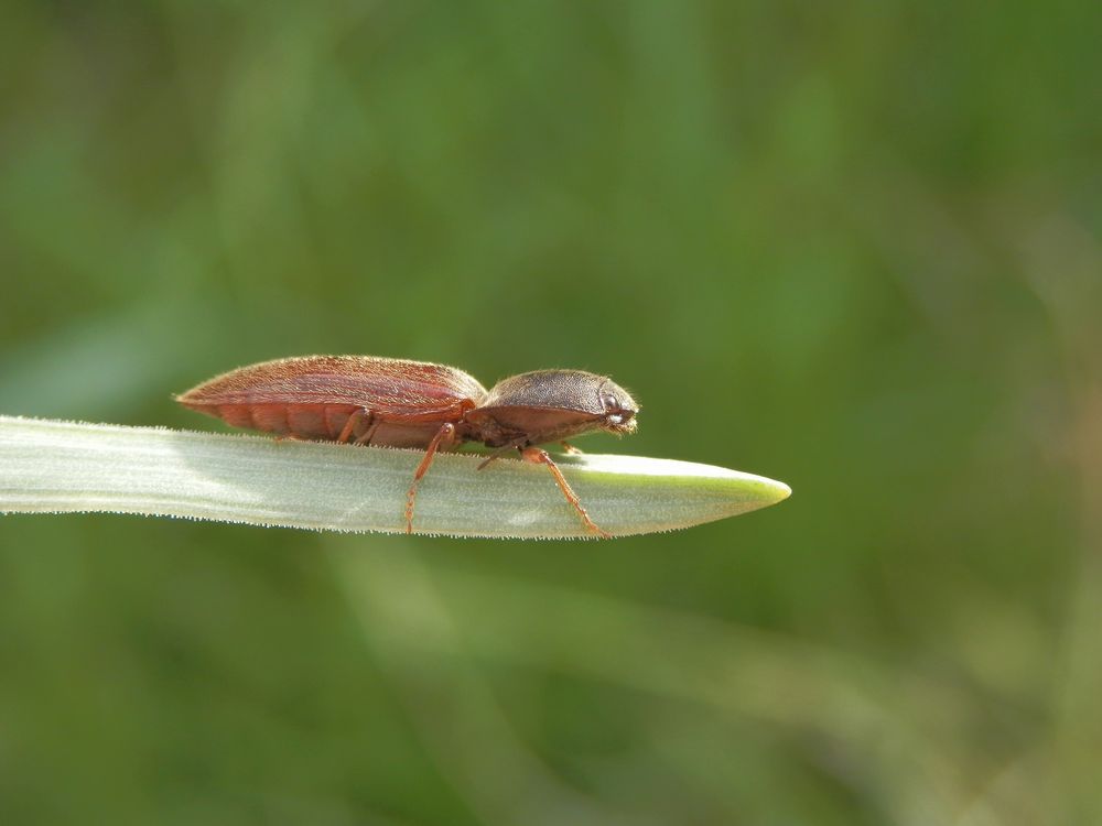 Schnellkäfer - aber welcher ??? Vielleicht Agriotes sp. ?