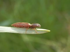 Schnellkäfer - aber welcher ??? Vielleicht Agriotes sp. ?