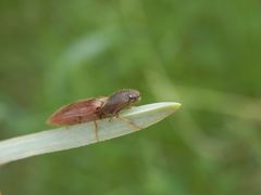 Schnellkäfer - aber welcher ??? Vielleicht Agriotes sp. ?