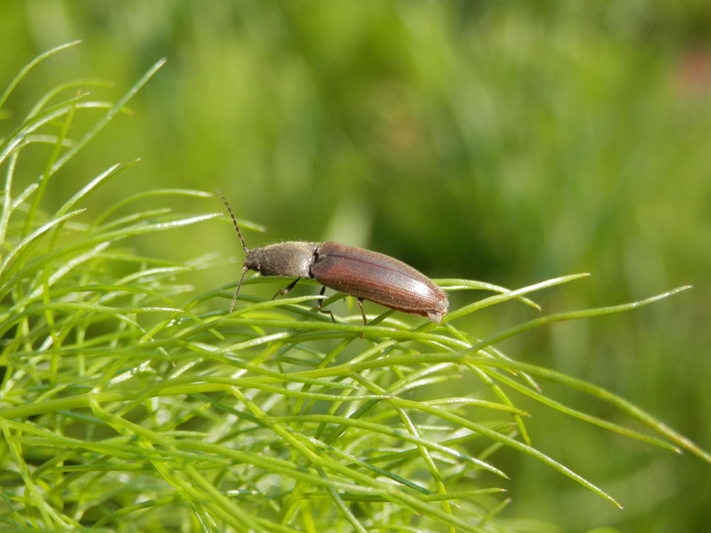 Schnellkäfer (Agriotes sp.)