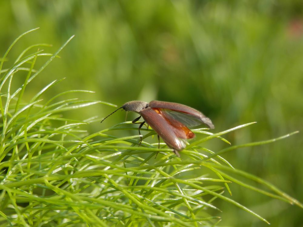 Schnellkäfer (Agriotes sp.) auf Fenchel