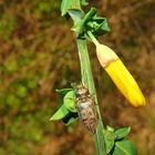 Schnellkäfer am Ginster