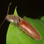 Schnellkäfer auf Blatt