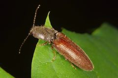 Schnellkäfer auf Blatt